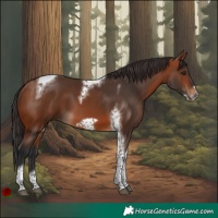 Horse Color:Bay Tobiano Frame 
