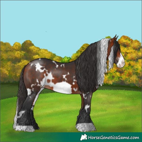 Horse Color:White Spotted Bay Frame