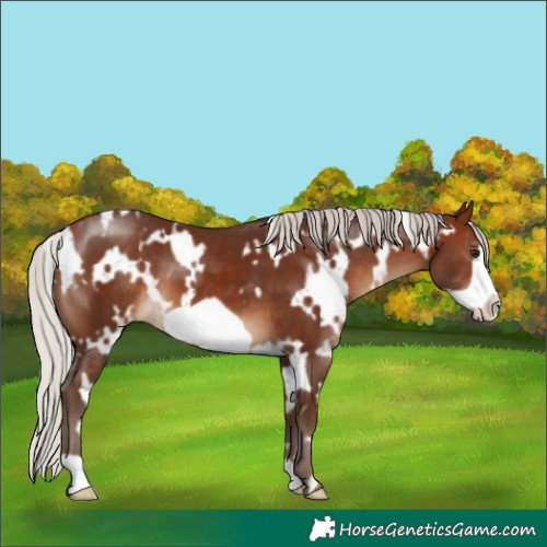 Horse Color:White Spotted Silver Bay Frame