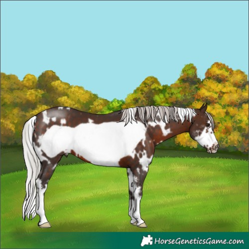 Horse Color:White Spotted Silver Bay Sabino Frame