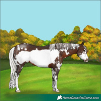 Horse Color:White Spotted Silver Bay Sabino Frame