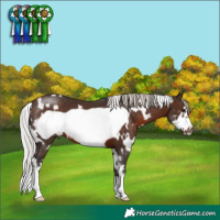 Horse Color:White Spotted Silver Bay Sabino Frame