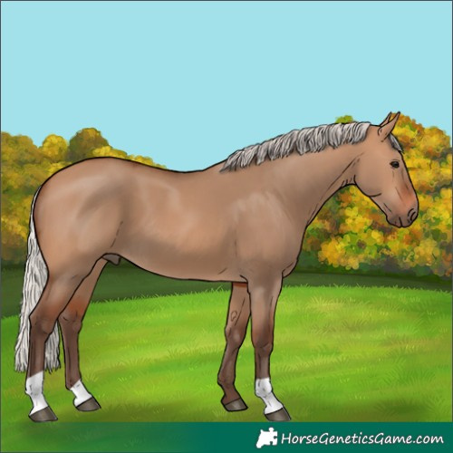 Horse Color:Silver Bay Dun
