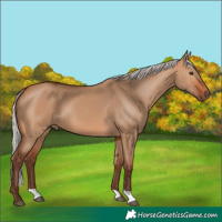Horse Color:Silver Bay Dun 