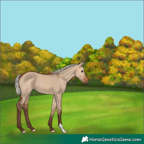 Horse Color:Silver Brown Dun 