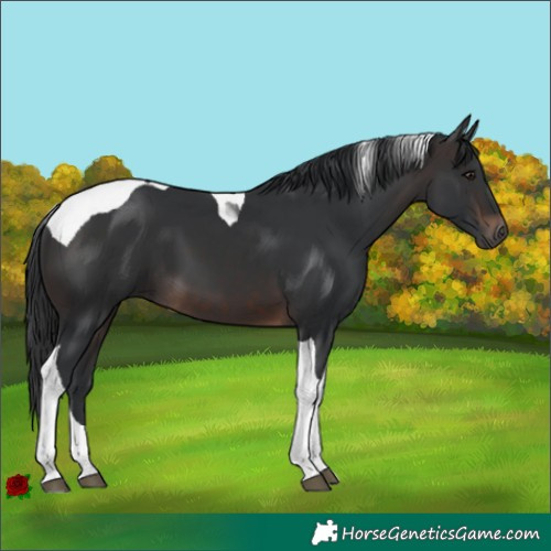 Horse Color:Brown Tobiano 