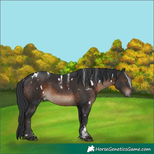 Horse Color:Powder White White Spotted Brown