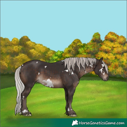 Horse Color:White Spotted Silver Brown