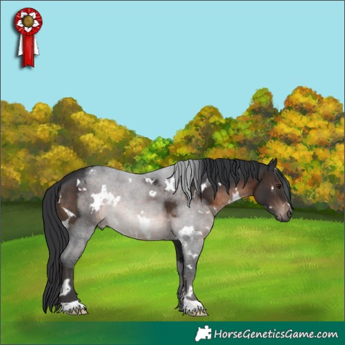 Horse Color:White Spotted Brown