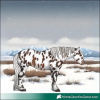 Horse Color:Powder White White Spotted Silver Brown Mushroom Appaloosa