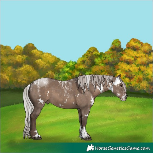 Horse Color:Powder White White Spotted Silver Grullo 