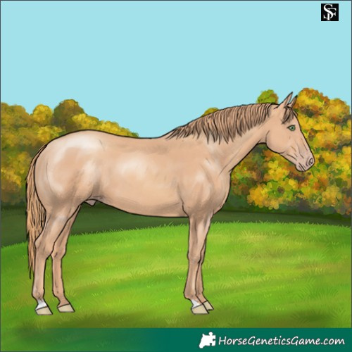 Horse Color:Gold Champagne