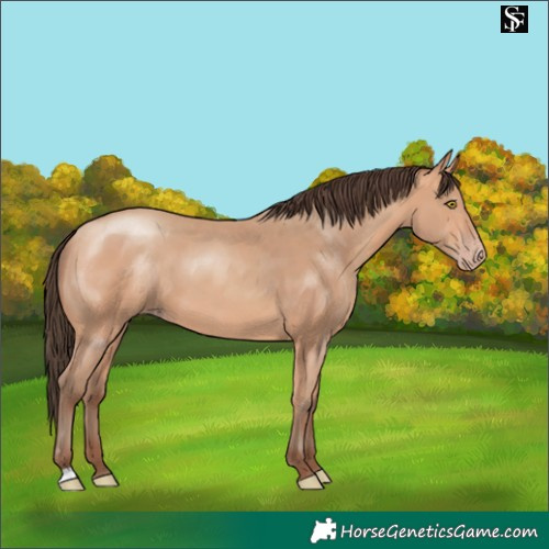 Horse Color:Amber Champagne 