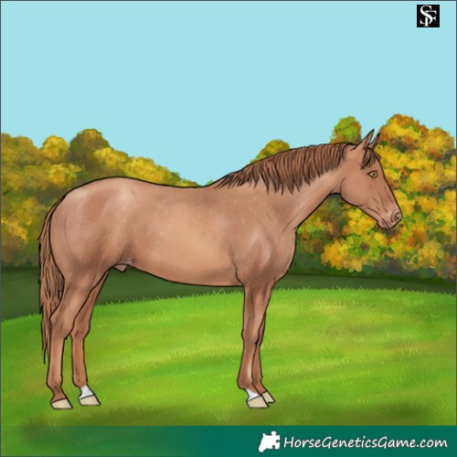 Horse Color:Gold Champagne Skewed LP Spotted 
