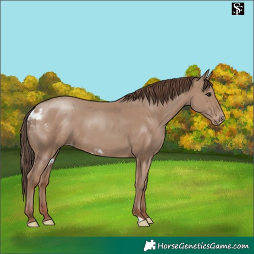 Horse Color:Classic Champagne Skewed LP Spotted