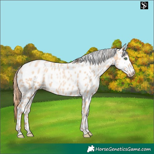 Horse Color:Classic Champagne Pearl Skewed Appaloosa 