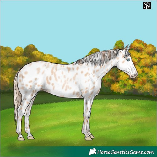 Horse Color:Gold Champagne Pearl Skewed Appaloosa