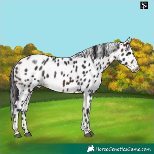 Horse Color:Bay Skewed LP Spotted 