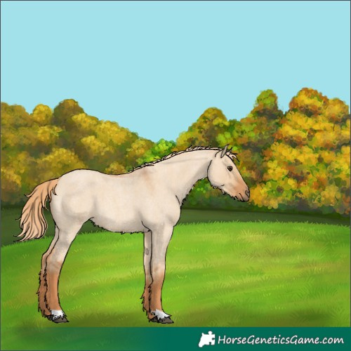 Horse Color:Red Dun Roan 