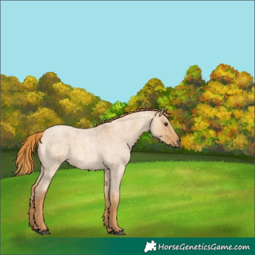 Horse Color:Red Dun Roan 