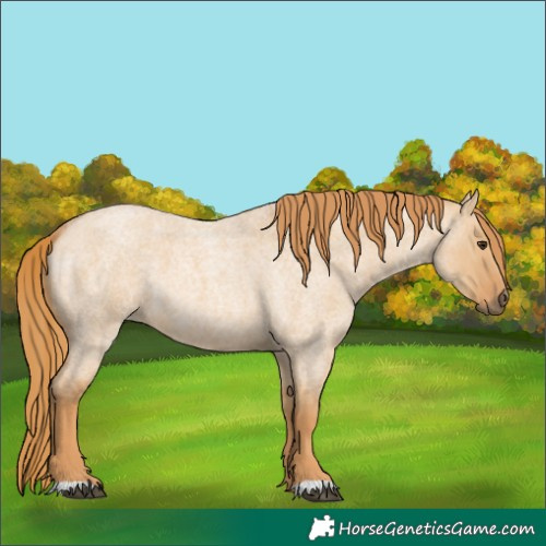 Horse Color:Red Dun Roan 