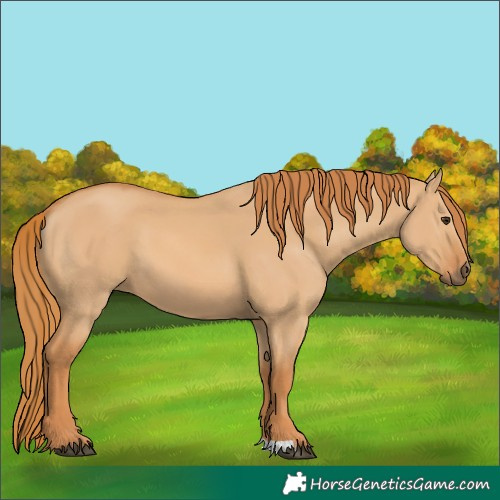 Horse Color:Red Dun