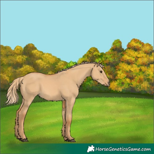 Horse Color:Red Dun 