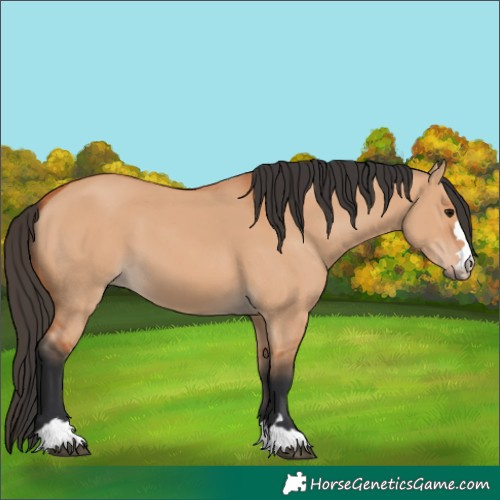 Horse Color:Bay Dun 