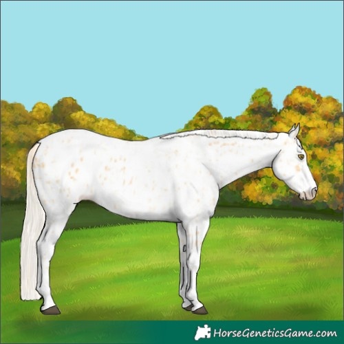 Horse Color:Palomino Appaloosa  and White Spotted Palomino Appaloosa 