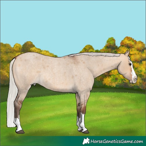 Horse Color:Silver Bay Roan Dun Splash 