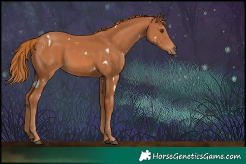 Horse Color:White Spotted Chestnut