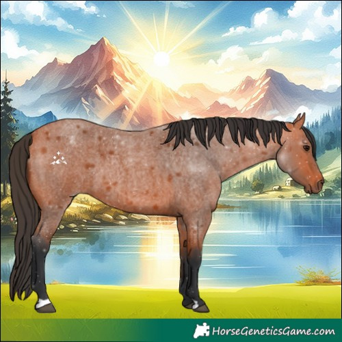 Horse Color:Bay Roan 