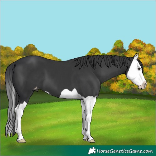 Horse Color:Black Splash Appaloosa