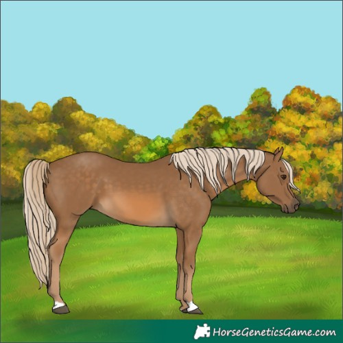Horse Color:Chocolate Palomino