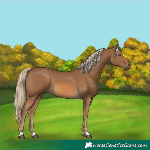 Horse Color:Chocolate Palomino