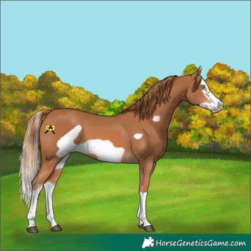 Horse Color:Chestnut Splash Frame