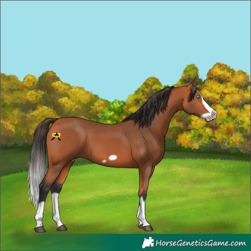Horse Color:Bay Splash Frame 