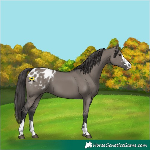 Horse Color:Grullo Appaloosa 