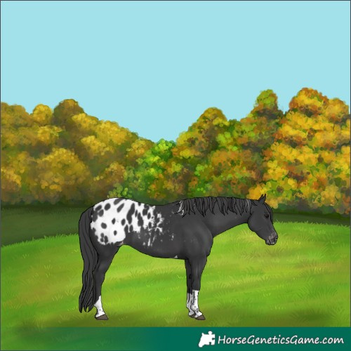 Horse Color:Black Tobiano Appaloosa 