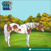 Horse Color:White Spotted Silver Bay Tobiano