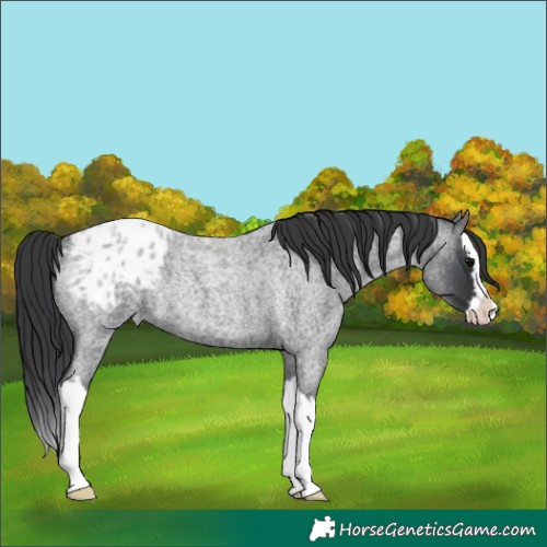Horse Color:Blue Roan Splash Appaloosa Rabicano