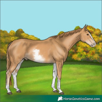 Horse Color:White Spotted Chestnut Splash 