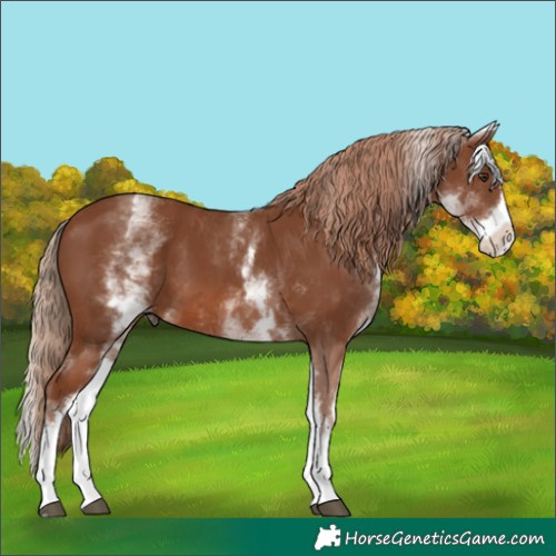 Horse Color:White Spotted Chestnut Splash