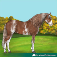 Horse Color:White Spotted Chestnut Splash 