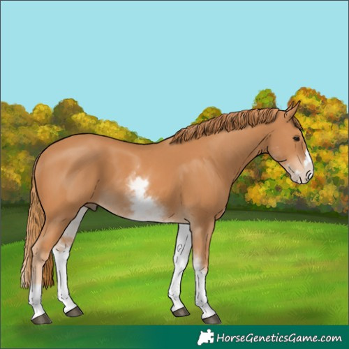Horse Color:White Spotted Chestnut Splash 