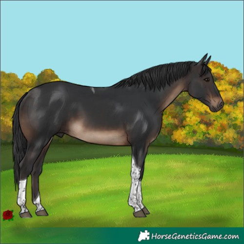 Horse Color:Brown Tobiano 