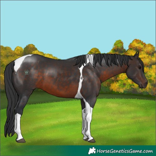 Horse Color:Brown Tobiano 