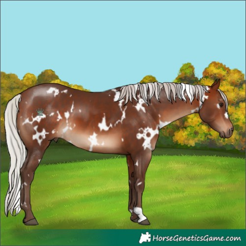 Horse Color:White Spotted Silver Brown