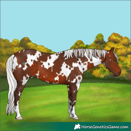 Horse Color:White Spotted Silver Brown 
