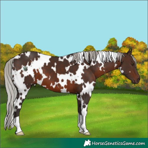 Horse Color:White Spotted Silver Brown 